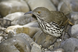 Long-billed Thrasher