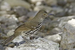 Long-billed Thrasher