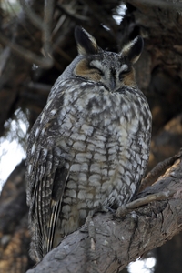 Long-eared Owl