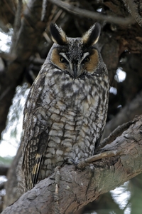 Long-eared Owl