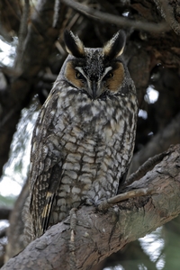 Long-eared Owl