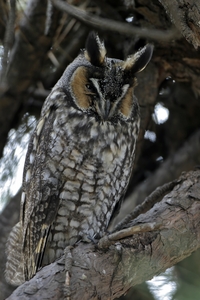 Long-eared Owl