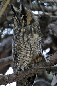 Long-eared Owl