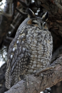 Long-eared Owl