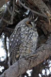 Long-eared Owl