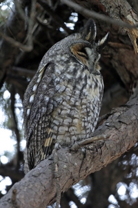 Long-eared Owl