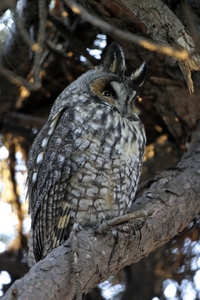 Long-eared Owl