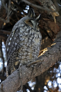 Long-eared Owl
