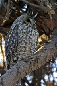 Long-eared Owl