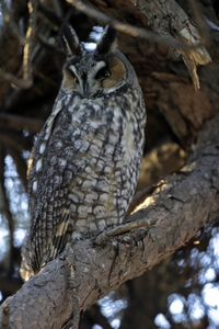 Long-eared Owl
