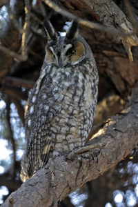 Long-eared Owl