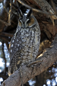 Long-eared Owl