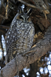 Long-eared Owl