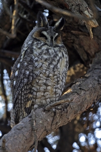 Long-eared Owl