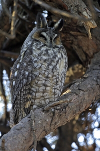 Long-eared Owl
