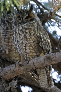 Long-eared Owl