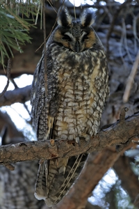 Long-eared Owl