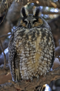 Long-eared Owl