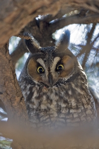 Long-eared Owl