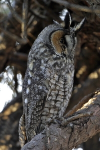 Long-eared Owl