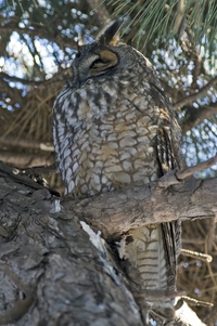 Long-eared Owl