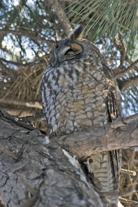 Long-eared Owl