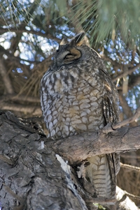 Long-eared Owl