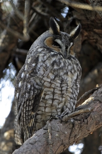Long-eared Owl