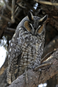 Long-eared Owl