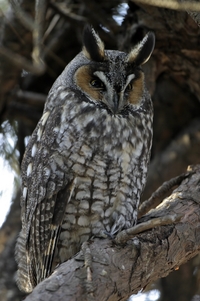Long-eared Owl
