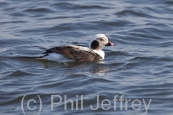 Long-tailed Duck