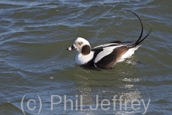 Long-tailed Duck