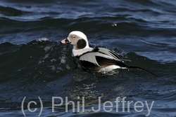 Long-tailed Duck