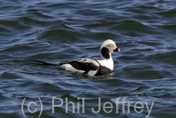 Long-tailed Duck