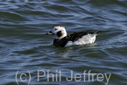 Long-tailed Duck