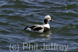 Long-tailed Duck