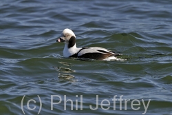 Long-tailed Duck