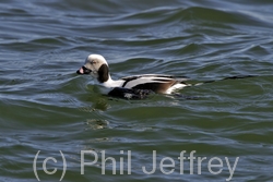 Long-tailed Duck