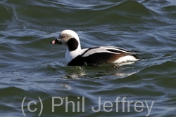 Long-tailed Duck