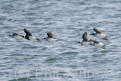 Long-tailed Duck