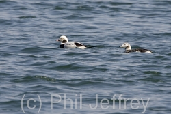 Long-tailed Duck