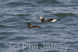 Long-tailed Duck