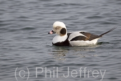 Long-tailed Duck