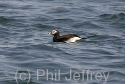 Long-tailed Duck