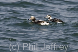 Long-tailed Duck