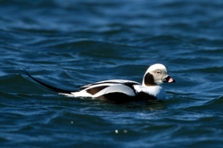 Long-tailed Duck