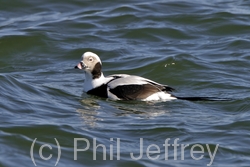 Long-tailed Duck