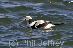 Long-tailed Duck