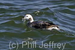 Long-tailed Duck