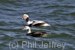 Long-tailed Duck